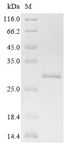 Recombinant Mouse Serum amyloid A-3 protein (Saa3), partial