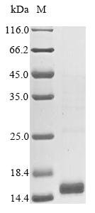 Recombinant Mouse Serum amyloid A-3 protein (Saa3), partial