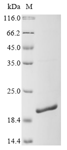 Recombinant Mouse Serum amyloid A-4 protein (Saa4), Mus musculus (Mouse), E.coli, N-terminal 6xHis-tagged, 19.2kDa, purity >90% as determined by SDS-PAGE.