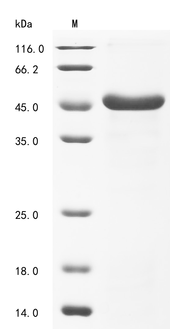 Recombinant Candida albicans Candidapepsin-1 (SAP1)