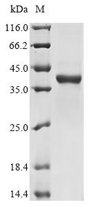 Recombinant Candida albicans Secreted aspartic protease 6 (SAP6)