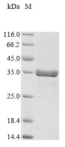 Recombinant Campylobacter fetus S-layer protein (sapA), partial