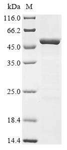 Recombinant Rat Lysosome membrane protein 2 (Scarb2), partial