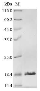 Recombinant Staphylococcus aureus Staphylococcal complement inhibitor (scn), Staphylococcus aureus (strain Mu3 / ATCC 700698), E.coli, N-terminal 10xHis-tagged and C-terminal Myc-tagged, 17.2kDa, purity >90% as determined by SDS-PAGE.