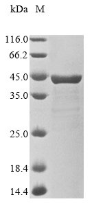 Recombinant Shigella flexneri Type 3 secretion system translocon protein SctE (sctE), partial