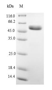 Recombinant Rat Alpha-1-antiproteinase (Serpina1)