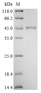 Recombinant Mouse Serine protease inhibitor A3N (Serpina3n)