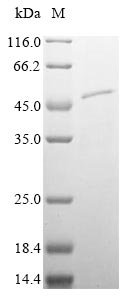 Recombinant Mouse Plasma serine protease inhibitor (Serpina5), Mus musculus (Mouse), Baculovirus, N-terminal 10xHis-tagged, 45.3kDa, purity >90% as determined by SDS-PAGE.