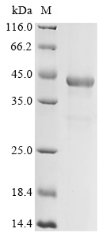 Recombinant Bovine Splicing factor 3B subunit 3 (SF3B3), partial, Bos taurus (Bovine), E.coli, N-terminal 6xHis-tagged, 42.6kDa, purity >85% as determined by SDS-PAGE.