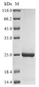 Recombinant Pig Sialoadhesin (SIGLEC1), partial