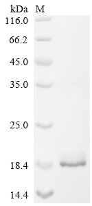 Recombinant Rat Vesicular glutamate transporter 3 (Slc17a8), partial