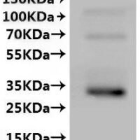CSB-MP001964MO is detected by Mouse anti-6*His monoclonal antibody.