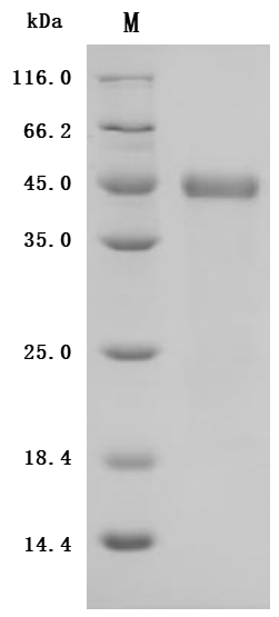 Recombinant Macaca fascicularis Zinc transporter ZIP6 isoform X1 (SLC39A6), partial (Active)