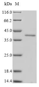 Recombinant Mouse Survival motor neuron protein (Smn1), Mus musculus (Mouse), Mammalian cell, N-terminal 10xHis-tagged and C-terminal Myc-tagged, 35.3kDa, purity >85% as determined by SDS-PAGE.