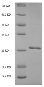 Recombinant Saccharomyces cerevisiae Ubiquitin-like protein SMT3 (SMT3)
