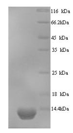 Recombinant Saccharomyces cerevisiae Ubiquitin-like protein SMT3 (SMT3)