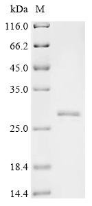 Recombinant Mouse Synaptosomal-associated protein 25 (Snap25)
