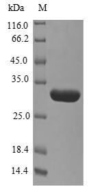 Recombinant Macaca fascicularis Alpha-synuclein (SNCA), Macaca fascicularis (Crab-eating macaque) (Cynomolgus monkey), E.coli, N-terminal 6xHis-SUMO-tagged, 30.5kDa, purity >90% as determined by SDS-PAGE.