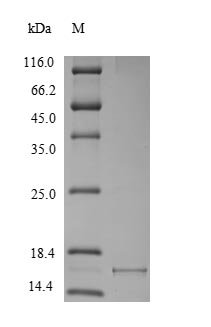 Recombinant Macaca fascicularis Alpha-synuclein (SNCA), Macaca fascicularis (Crab-eating macaque) (Cynomolgus monkey), Yeast, N-terminal 6xHis-tagged, 16.5kDa, purity >90% as determined by SDS-PAGE.
