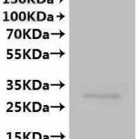 CSB-MP754160HU is detected by Mouse anti-6*His monoclonal antibody