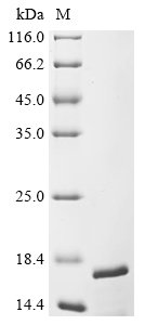 Recombinant Pleurodeles waltl Transcription factor SOX-1 (SOX1), partial
