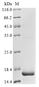 Recombinant Papio hamadryas Sperm acrosome membrane-associated protein 3 (SPACA3), partial, Papio hamadryas (Hamadryas baboon), E.coli, N-terminal 10xHis-tagged and C-terminal Myc-tagged, 16.5kDa, purity >85% as determined by SDS-PAGE.