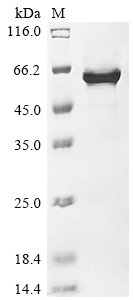 Recombinant Streptococcus mutans serotype c Cell surface antigen I/II (spaP), partial