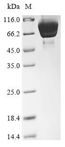 Recombinant Streptococcus mutans serotype c Cell surface antigen I/II (spaP), partial