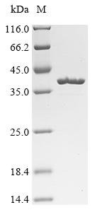 Recombinant Halalkalibacterium halodurans Agmatinase (speB)
