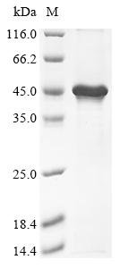 Recombinant Mouse Transcription factor PU.1 (Spi1), Mus musculus (Mouse), E.coli, N-terminal 10xHis-tagged and C-terminal Myc-tagged, 38.8kDa, purity >85% as determined by SDS-PAGE.