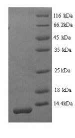 Recombinant Mouse Serine protease inhibitor Kazal-type 1 (Spink1)