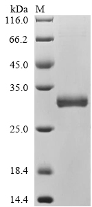 Recombinant Staphylococcus aureus Serine protease SplB (splB)