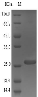 Recombinant Mouse Small proline-rich protein 2A1 (Sprr2a1)