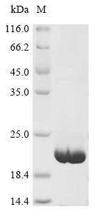 Recombinant Mouse Small proline-rich protein 4 (Sprr4)