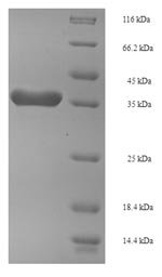 Recombinant Arabidopsis thaliana FACT complex subunit SPT16 (SPT16), partial
