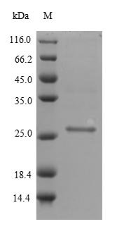 Recombinant Staphylococcus aureus Staphylococcal secretory antigen ssaA1 (ssaA1)