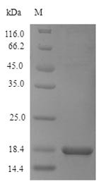 Recombinant Saccharomyces cerevisiae Dipeptidyl aminopeptidase A (STE13), partial