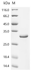 Recombinant Human Hepatic sodium/bile acid cotransporter (SLC10A1) Protein, Homo sapiens (Human), in vitro E.coli expression system, C-terminal 10xHis-tagged, 39.5kDa, purity >90% as determined by SDS-PAGE.