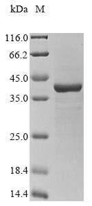 Recombinant Enterobacteria phage 933W Shiga-like toxin 2 subunit A (stxA2) (E189K), Enterobacteria phage 933W (Bacteriophage 933W), E.coli, N-terminal 10xHis-tagged and C-terminal Myc-tagged, 40.6kDa, purity >85% as determined by SDS-PAGE.