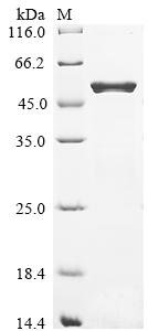 Recombinant Escherichia coli O157:H7 Dihydrolipoyllysine-residue succinyltransferase component of 2-oxoglutarate dehydrogenase complex (sucB), Escherichia coli O157:H7, E.coli, N-terminal 6xHis-tagged, 49.9kDa, purity >90% as determined by SDS-PAGE.
