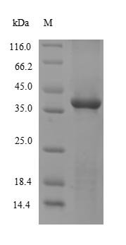 Recombinant Mouse Sulfotransferase 1A1 (Sult1a1)