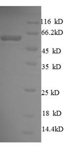 Recombinant Escherichia coli Chaperone surA (surA)