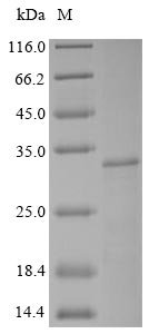 Recombinant Bovine Synaptic vesicle glycoprotein 2A (SV2A), partial, Bos taurus (Bovine), Mammalian cell, N-terminal 10xHis-tagged and C-terminal Myc-tagged, 22.8kDa, purity >85% as determined by SDS-PAGE.
