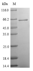 Recombinant Bovine Synaptic vesicle glycoprotein 2A (SV2A), partial