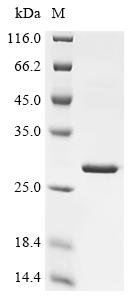 Recombinant Enterobacteria phage K3 Holin (T), partial