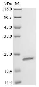 Recombinant Escherichia coli O157:H7 tRNA-specific adenosine deaminase (tadA)