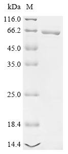 Recombinant Clostridioides difficile Toxin B (tcdB), partial, Clostridioides difficile (Peptoclostridium difficile), E.coli, N-terminal 10xHis-tagged and C-terminal Myc-tagged, 68.0kDa, purity >85% as determined by SDS-PAGE.