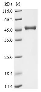 Recombinant Escherichia coli O6:H1 Propionate kinase (tdcD)