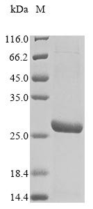 Recombinant Mouse Transcriptional enhancer factor TEF-3 (Tead4), partial