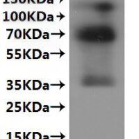 CSB-MP806933MO is detected by Mouse anti-6*His monoclonal antibody.